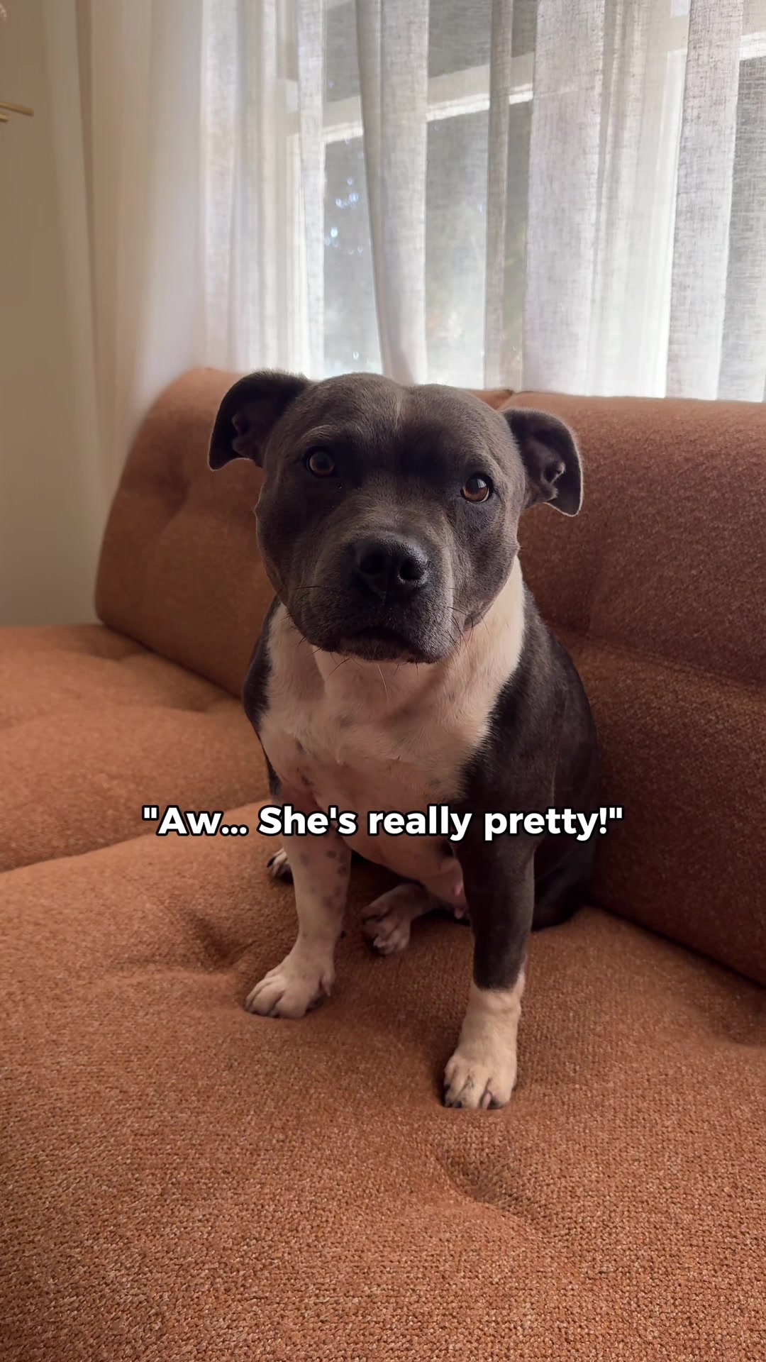 @Happy Staffy Co