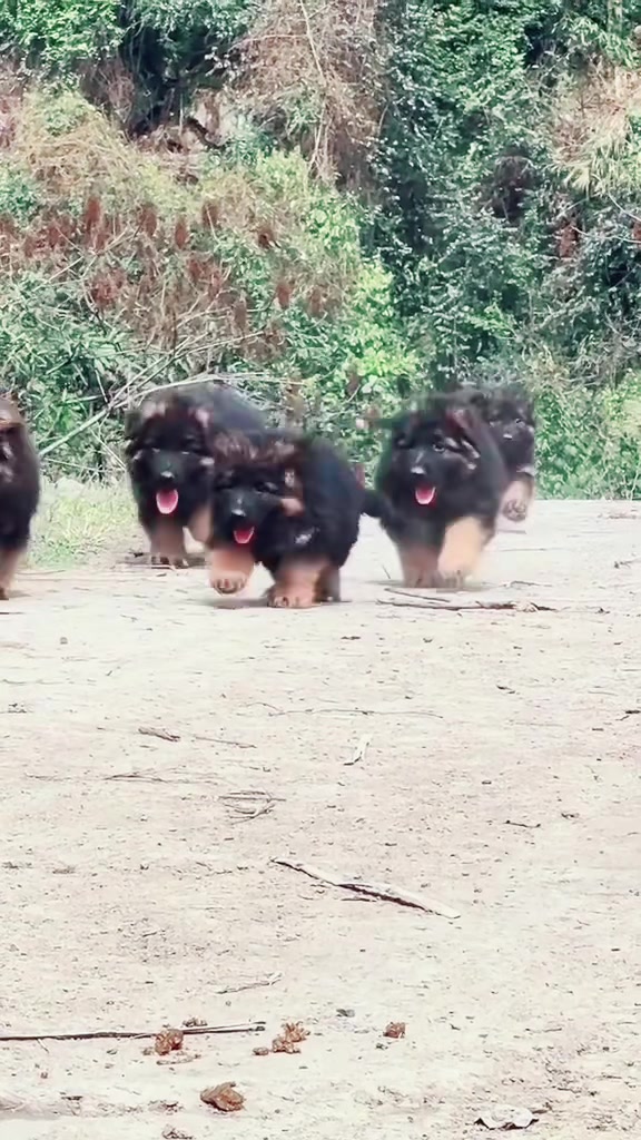 @Trại Ch&oacute; Nghiệp Vụ H&agrave; T&acirc;y