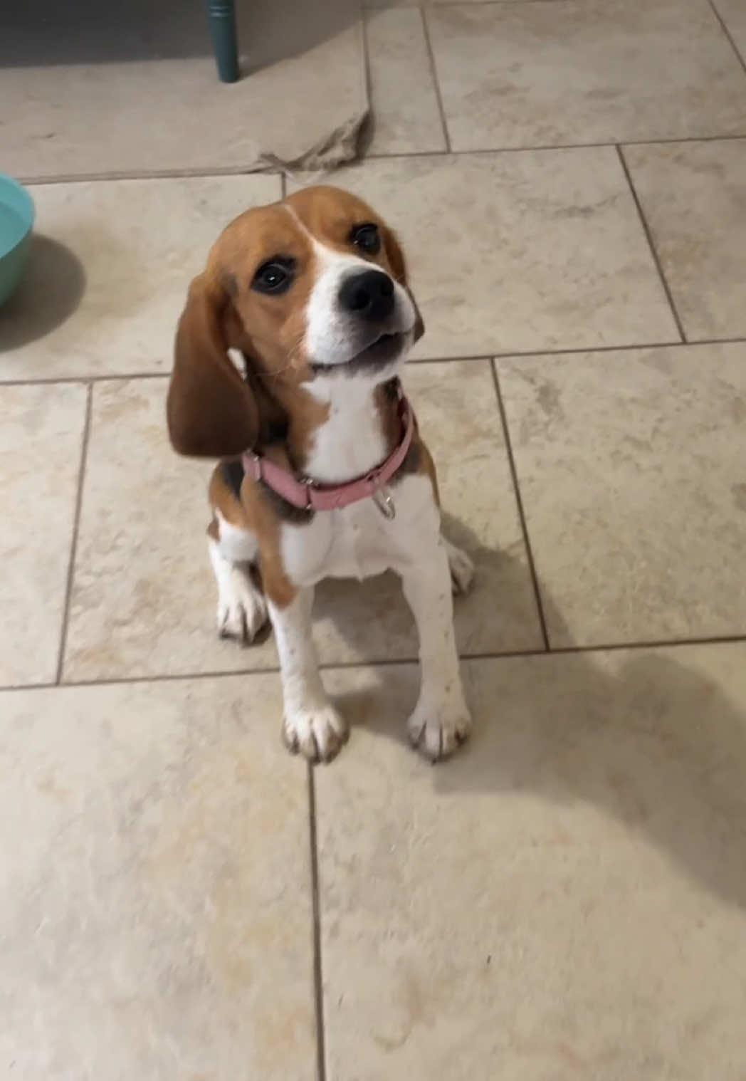 @Rare the Rescue 🐶🐾💕