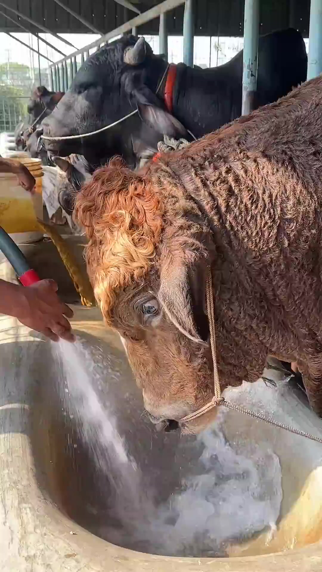 @গরুর ঘর🐄