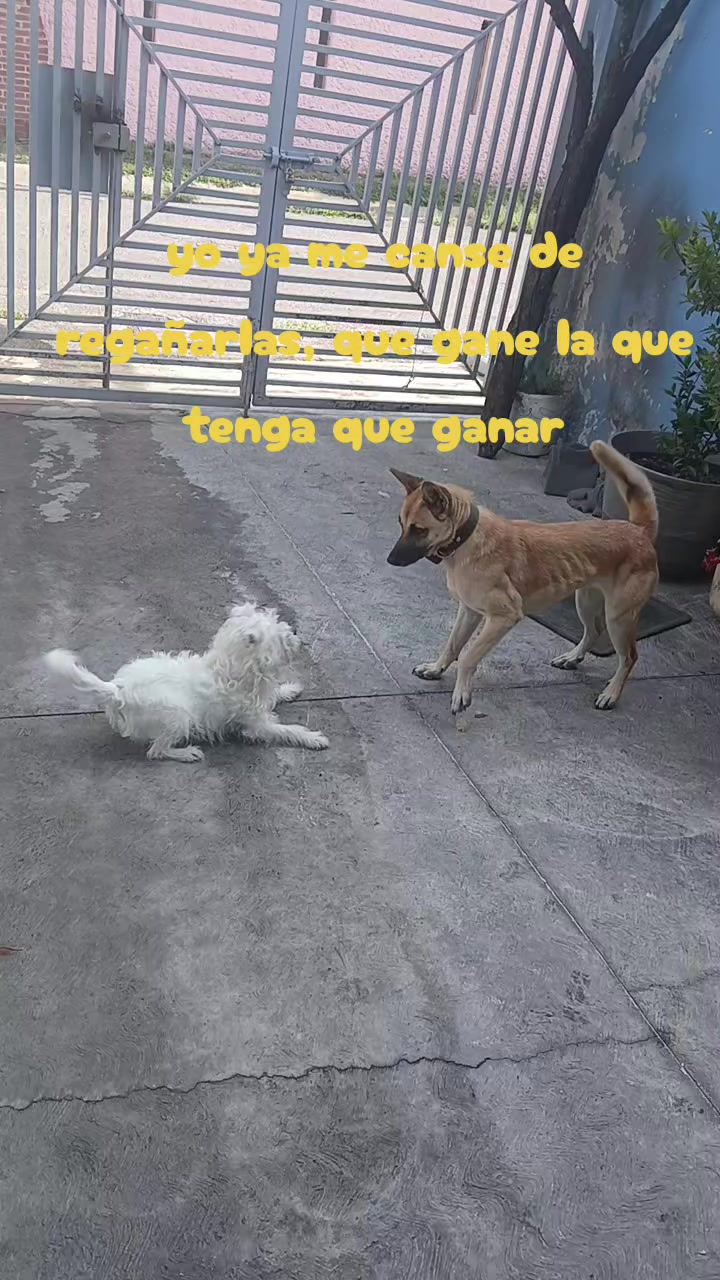 @Paloma Sandoval