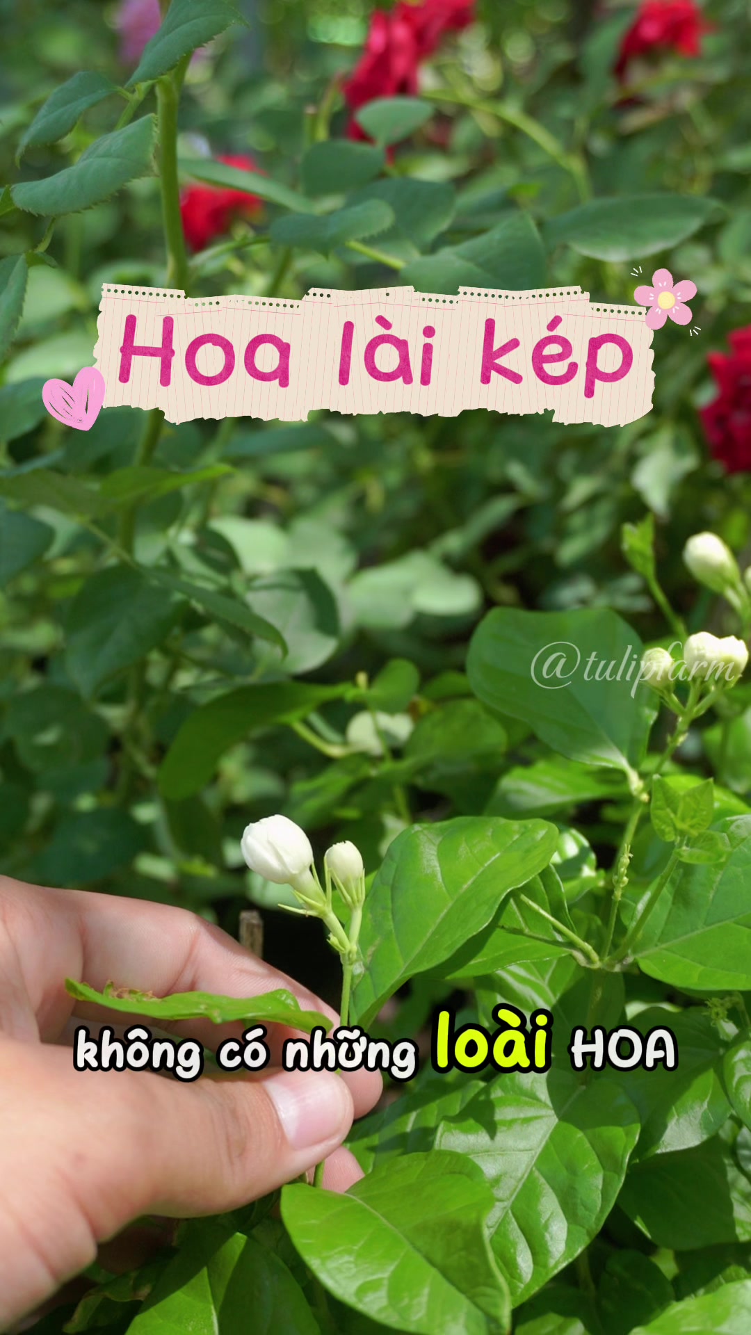 @Tulip Farm