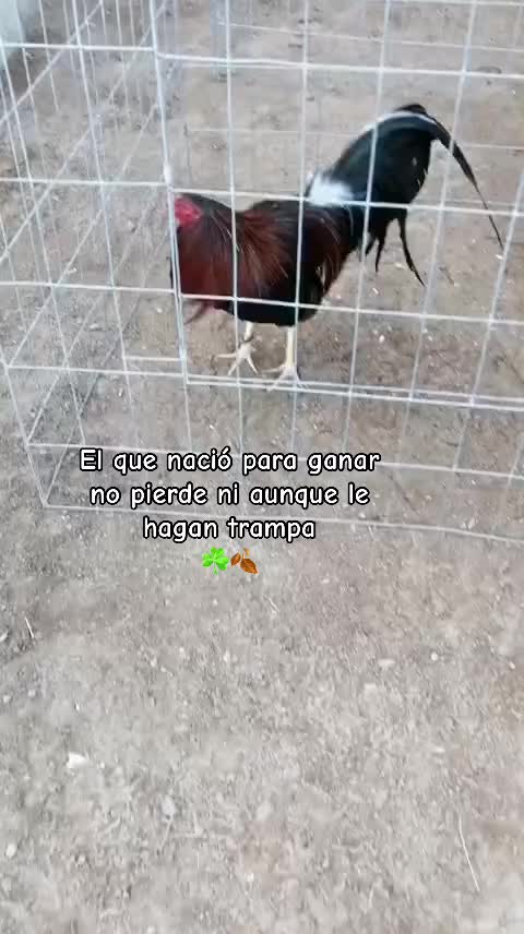 @Los tres pilones