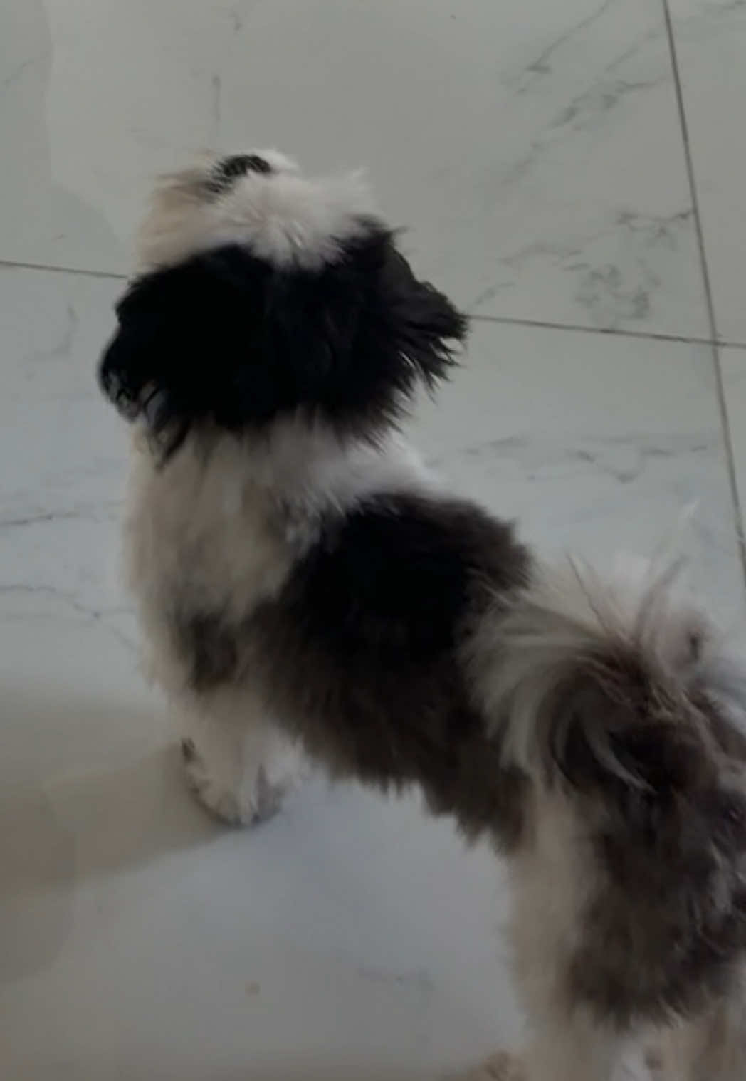 @coco.el.shihtzu