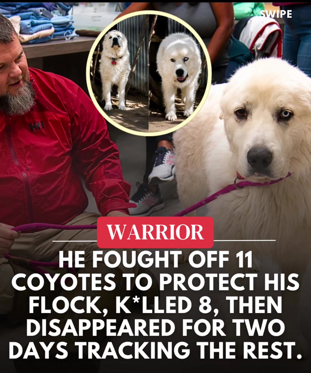 @Ultimate Puppies