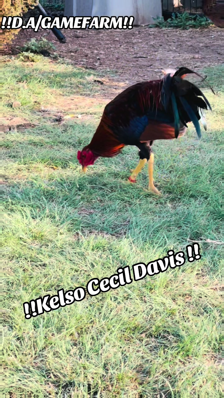 @DAgamefarm