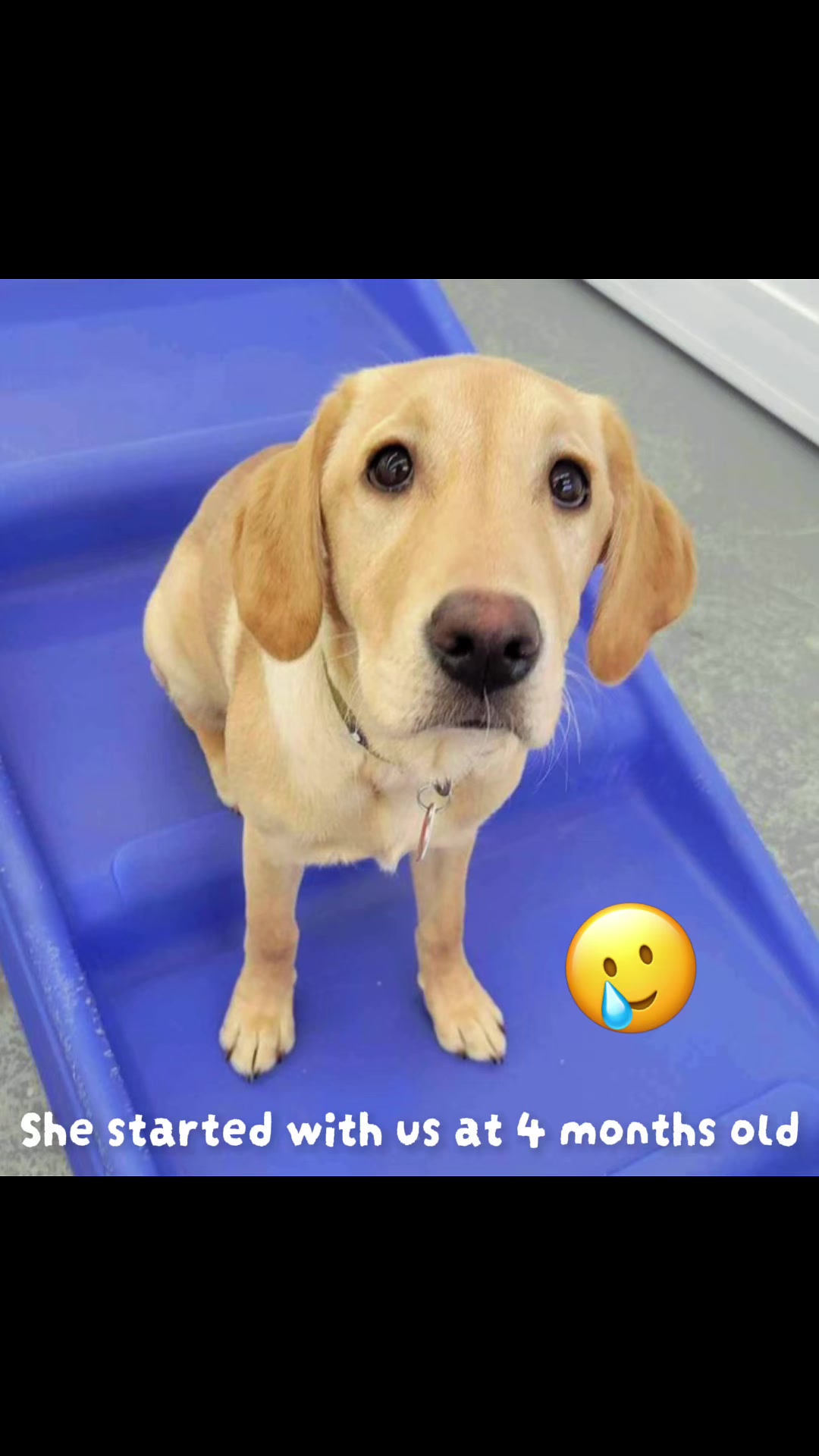 @Waghouse Dog Daycare