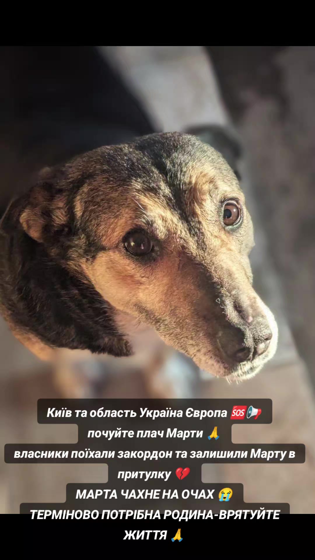 @MosakAnimalHub