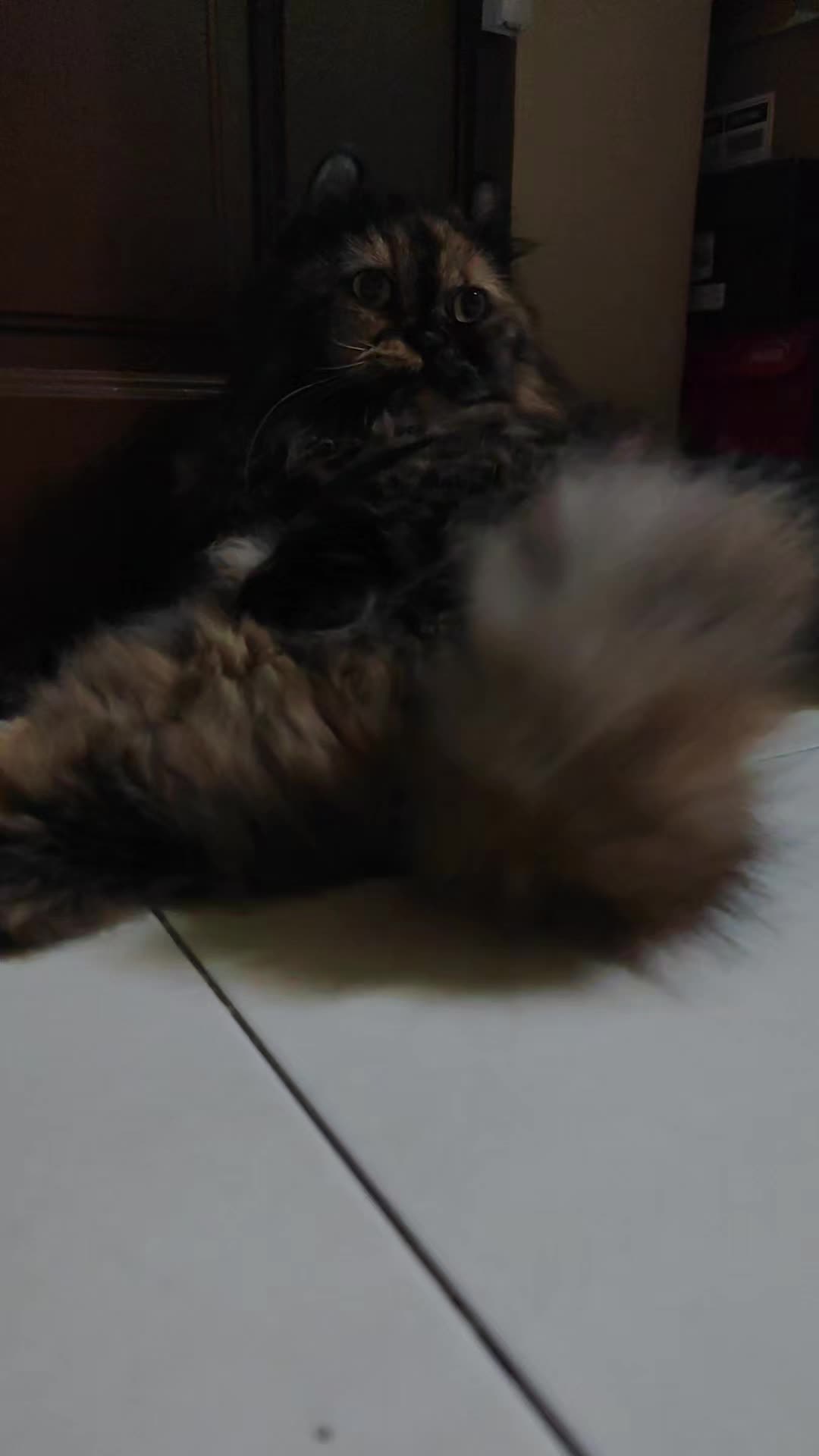 @Omma Kucing 🇲🇾🍉