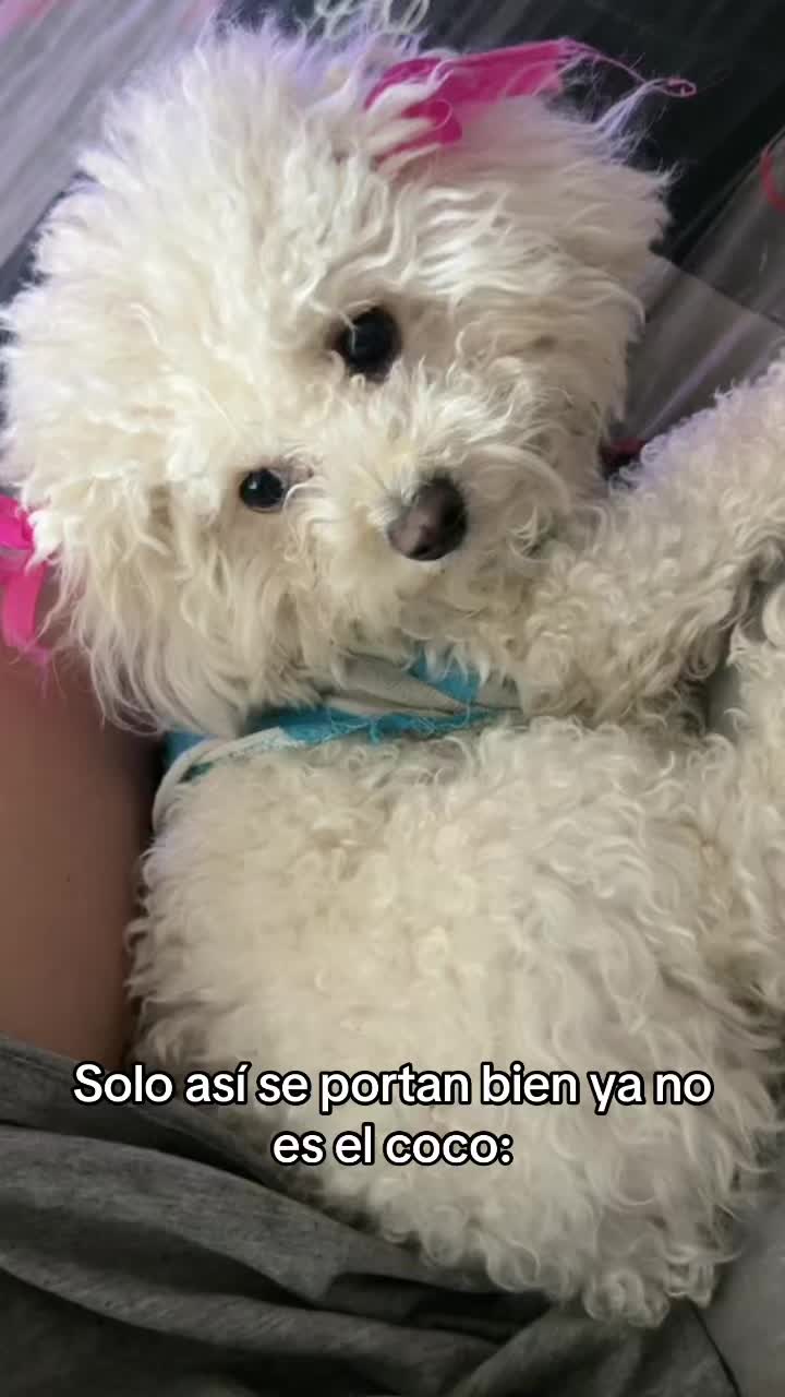 @로즈