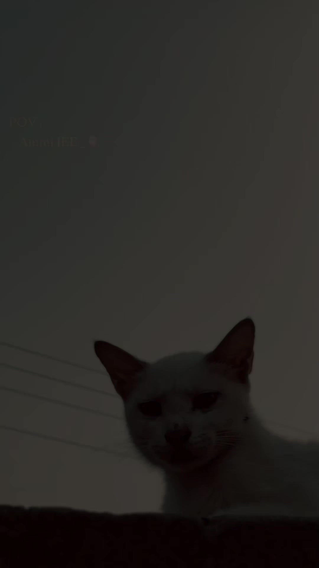 @🎭。