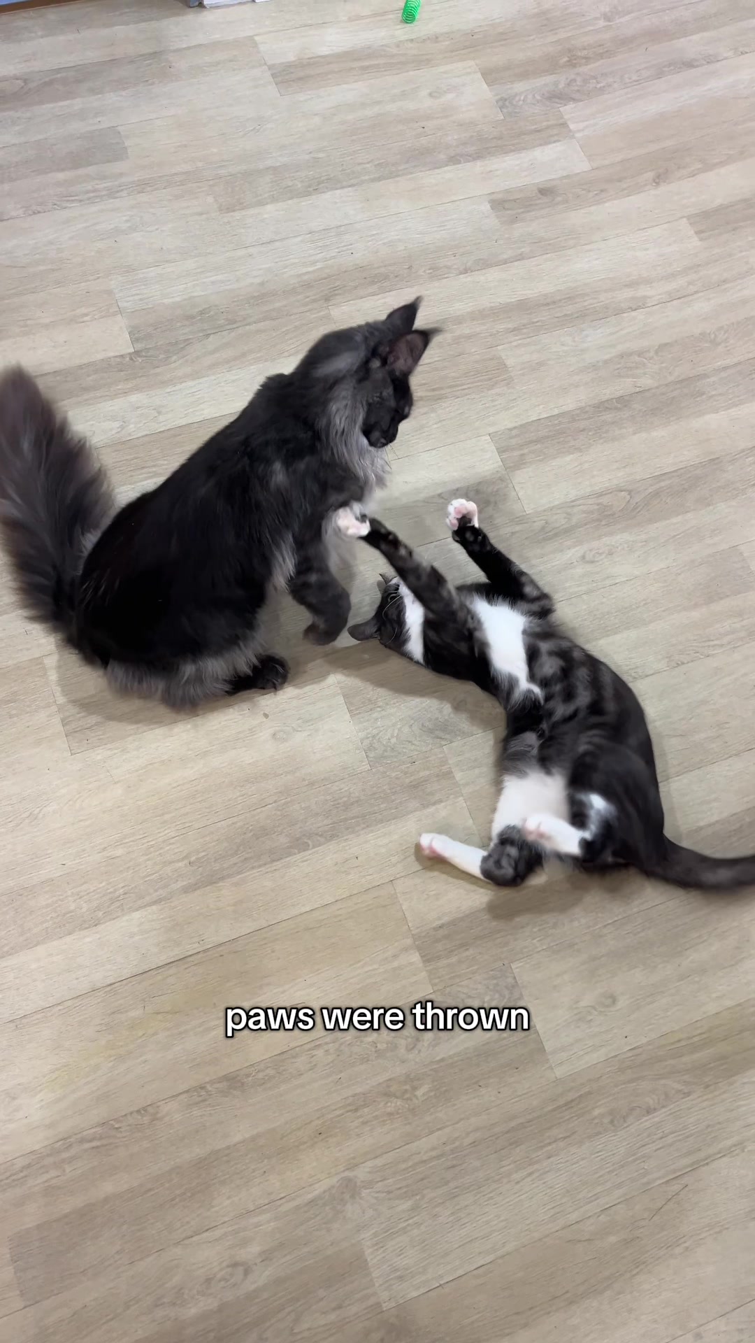 @crazycatcafe