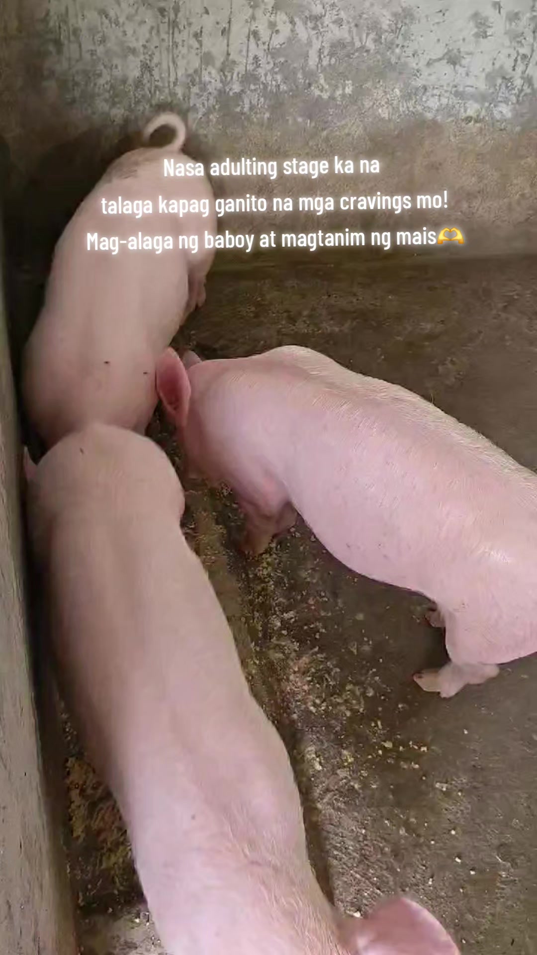@玛丽尔🤍🇹🇼