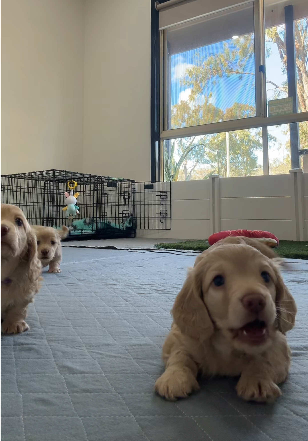 @Dachshund Dynasty