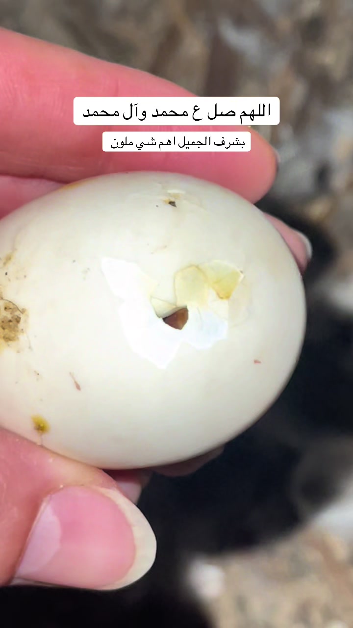 @ashkaltbiah