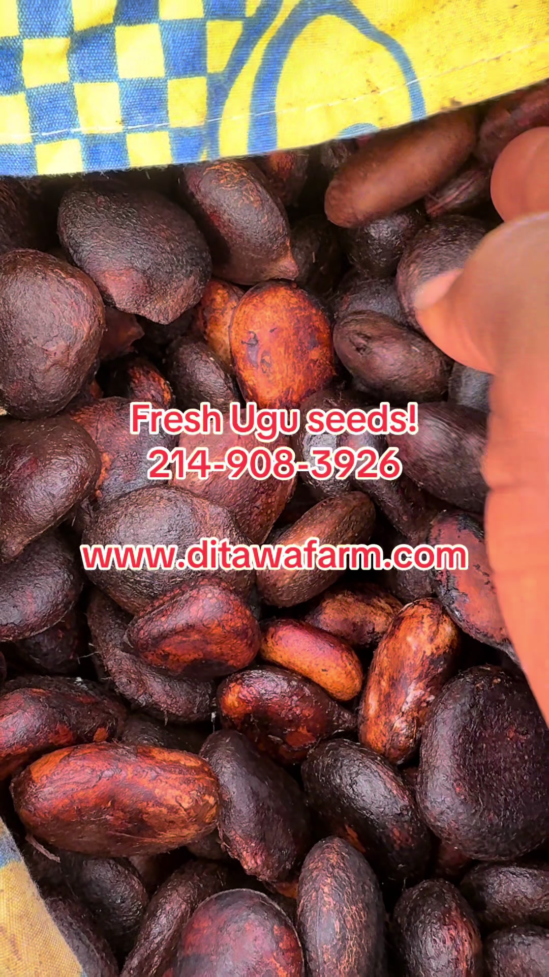 @DITAWA DITAWA