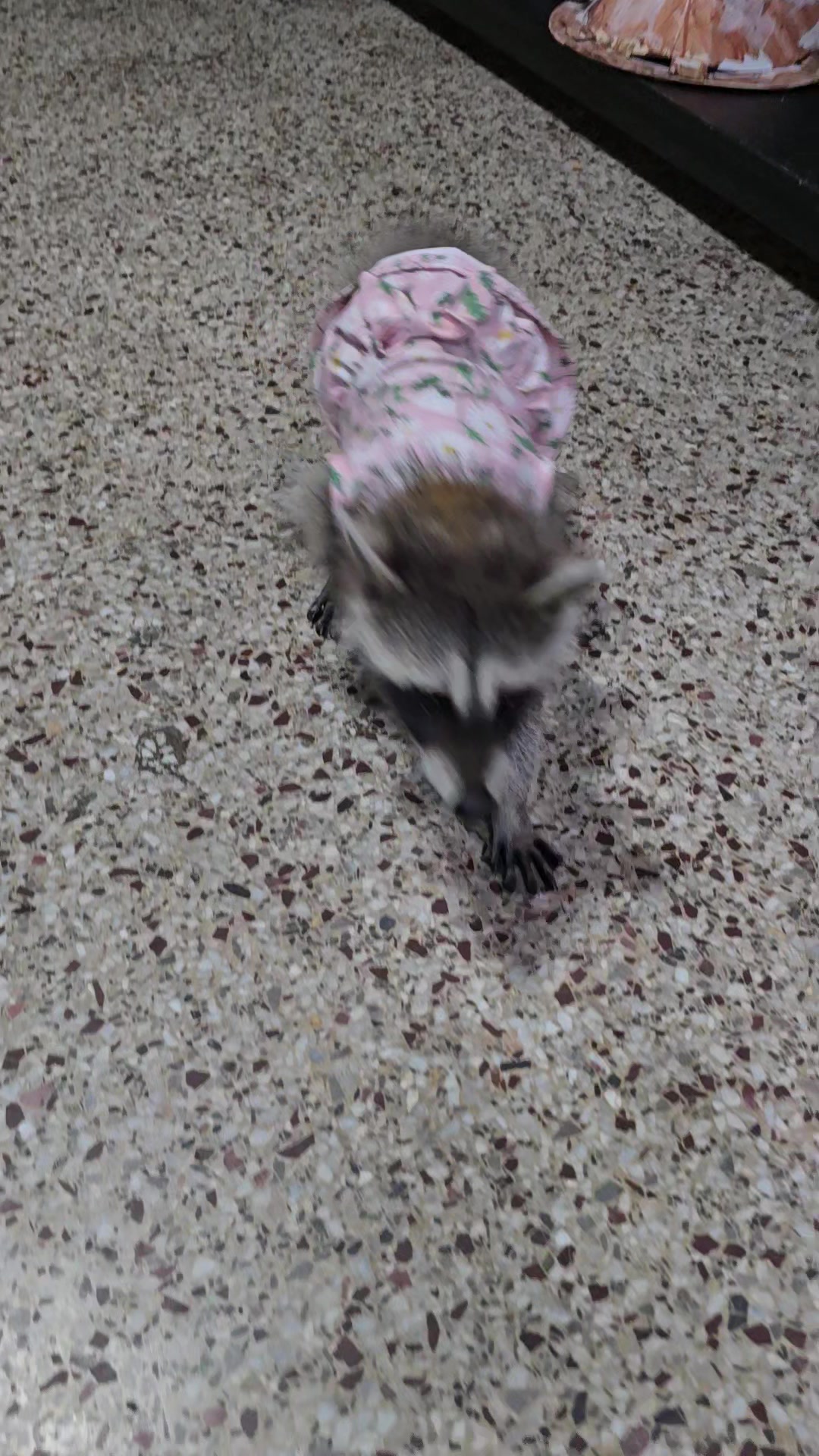 @Roxanne the Raccoon