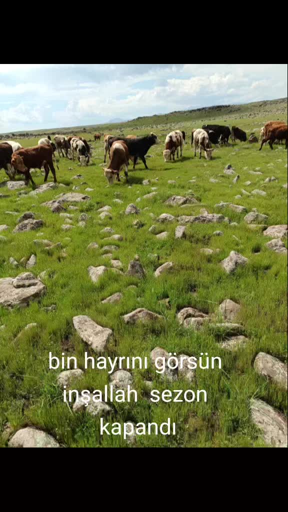 @mıhan oğlu beslicilik