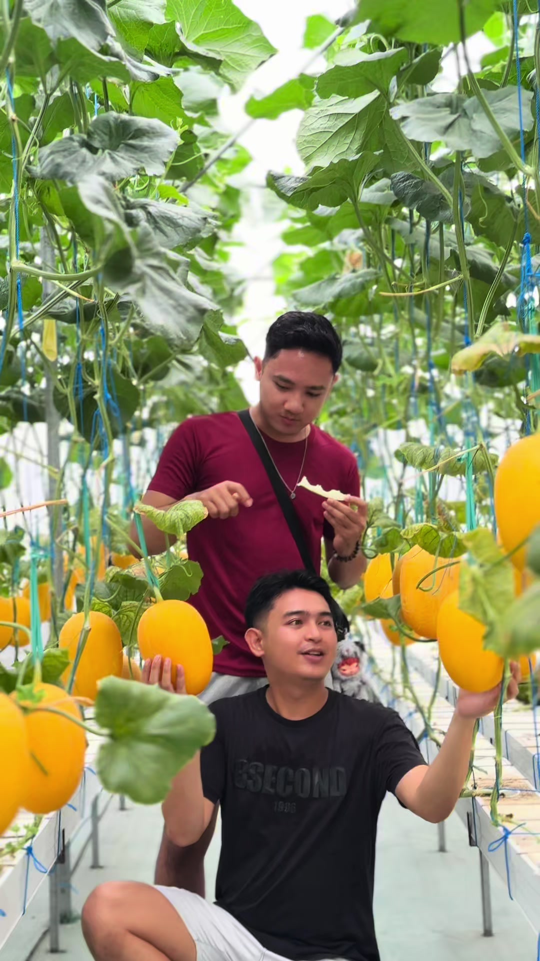@Ardi Syahreza