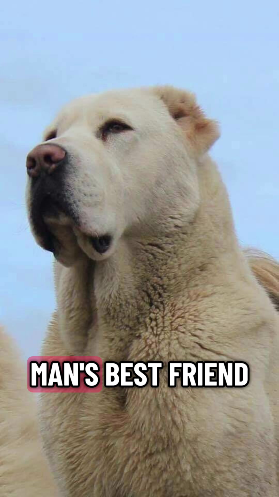 @Ultimate Puppies