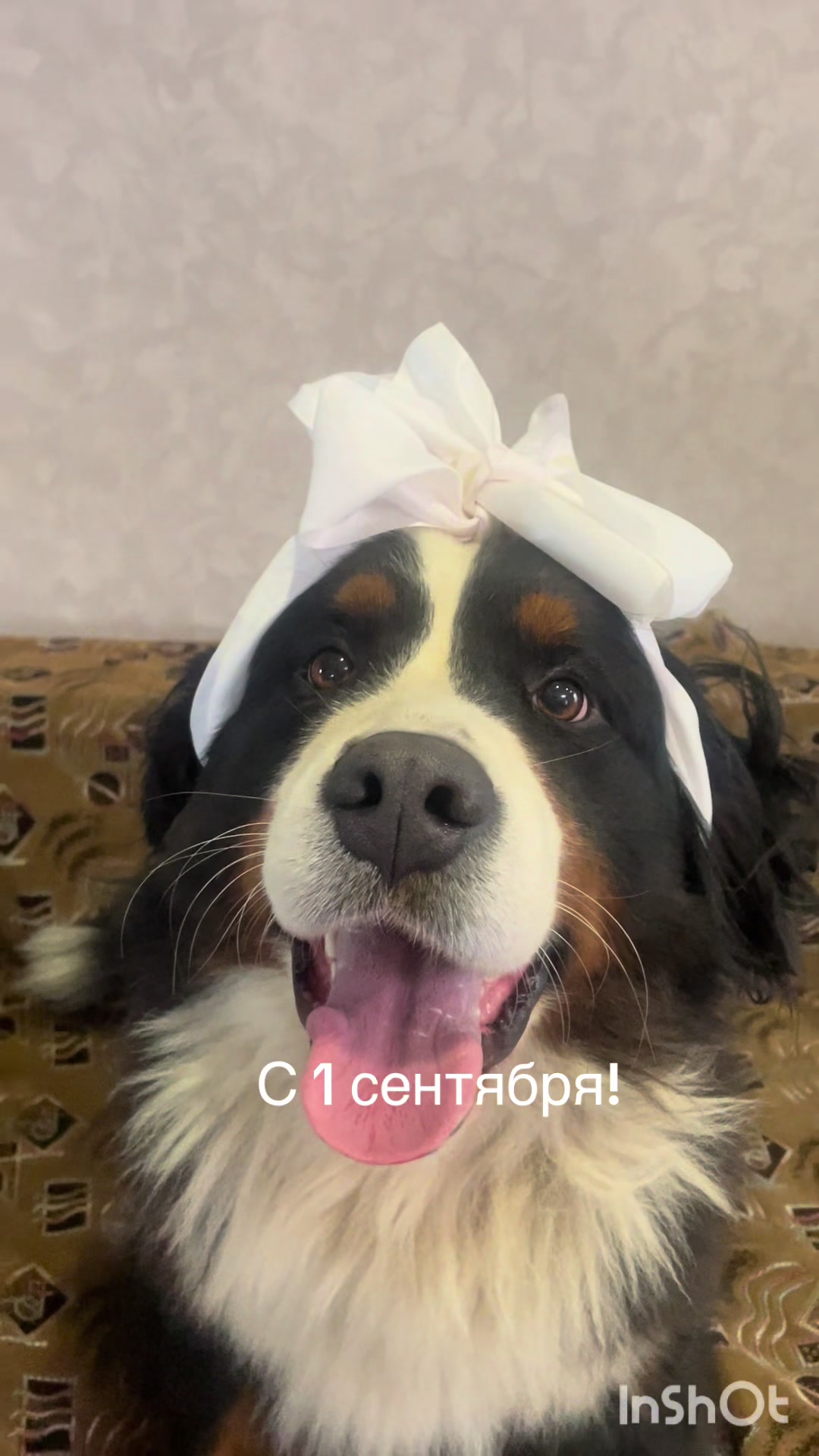 @bobovkotatiyana