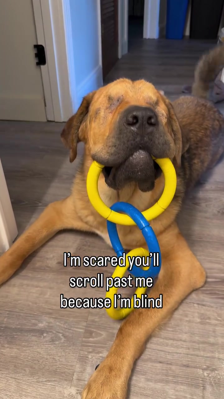 @rescue_with_susan