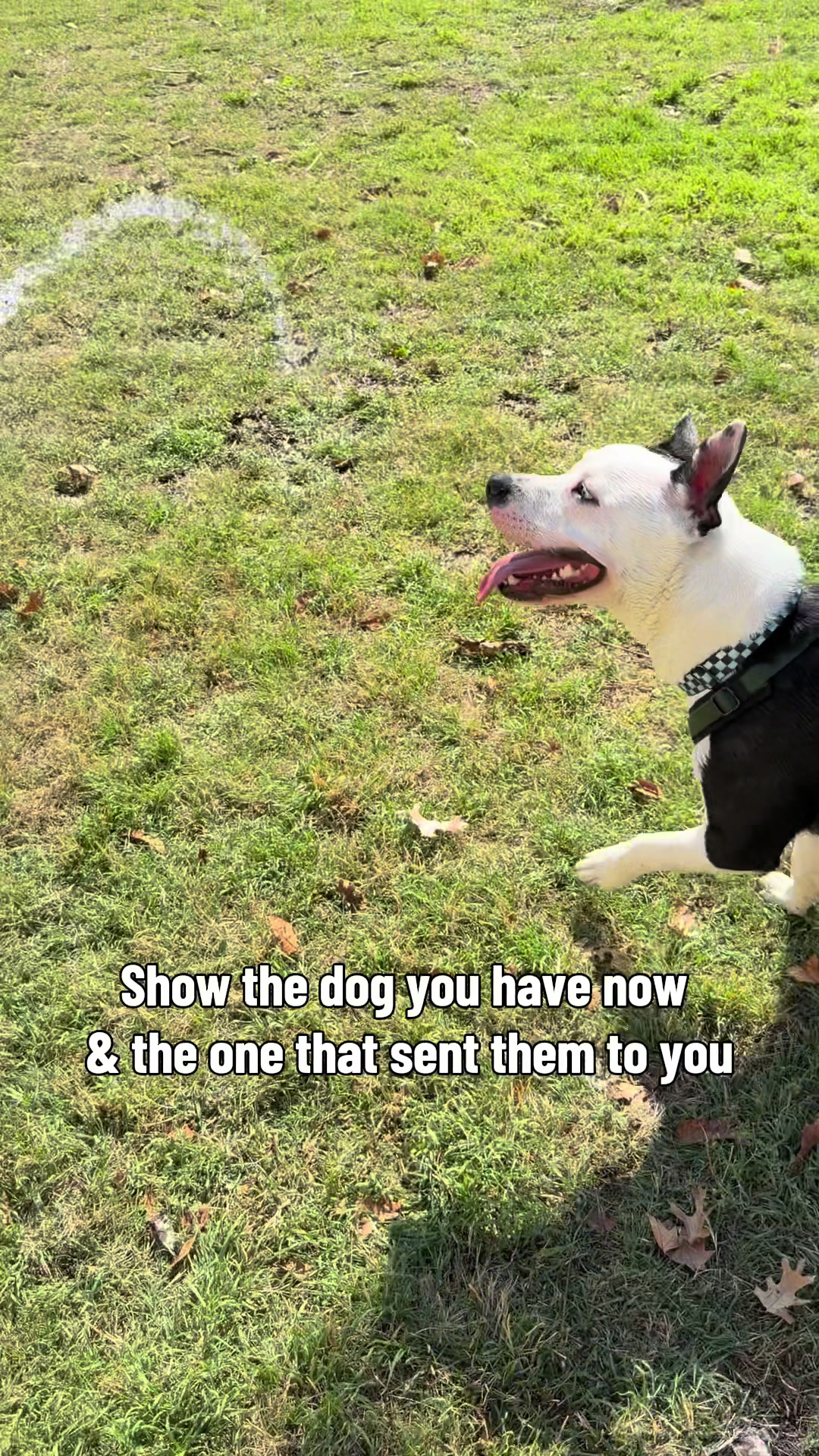 @Puppy named Poet