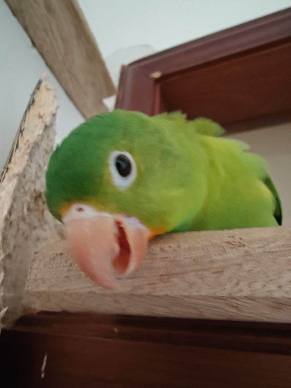 @Pohli