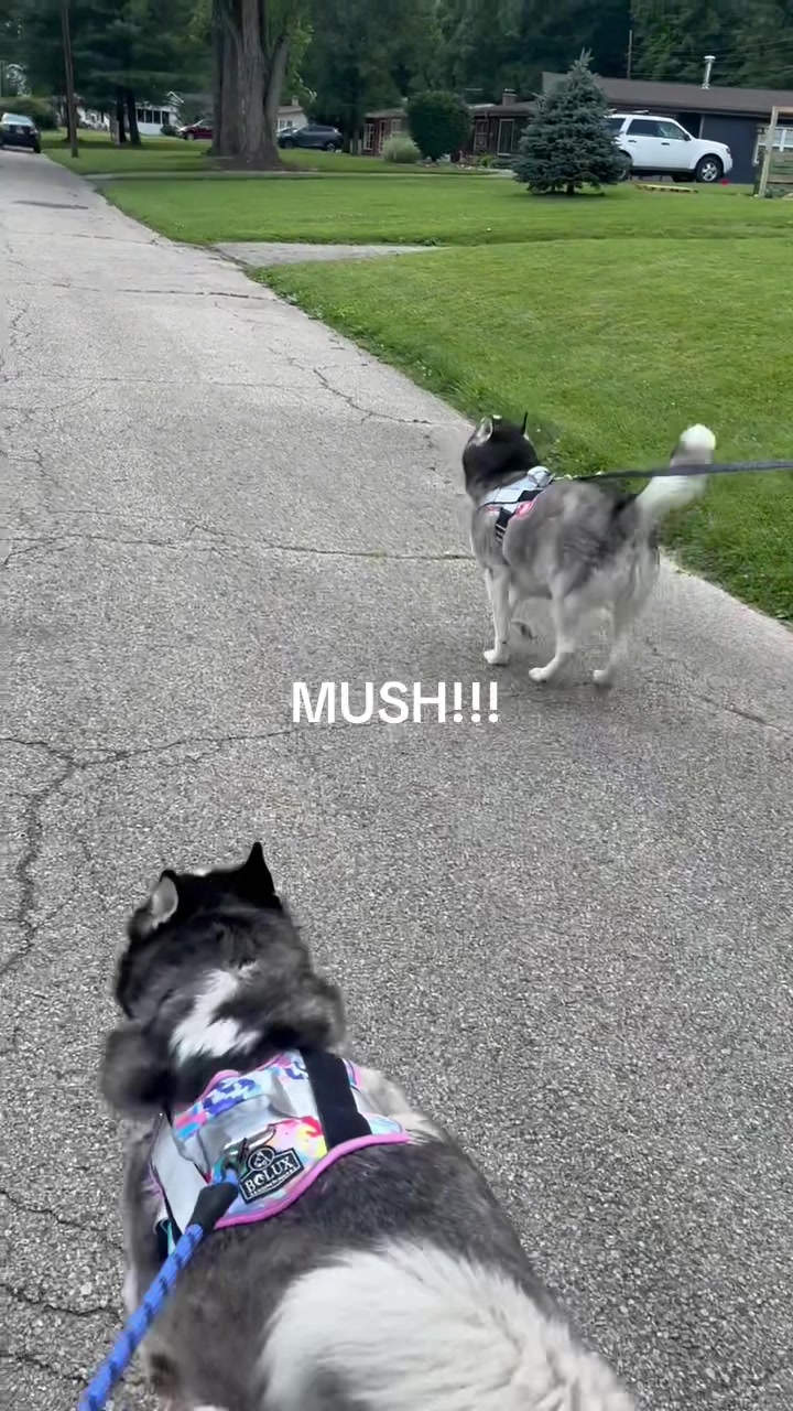 @4pawzzz