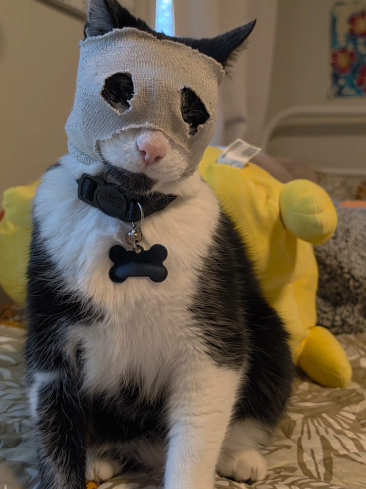 @THUGxedo Cat