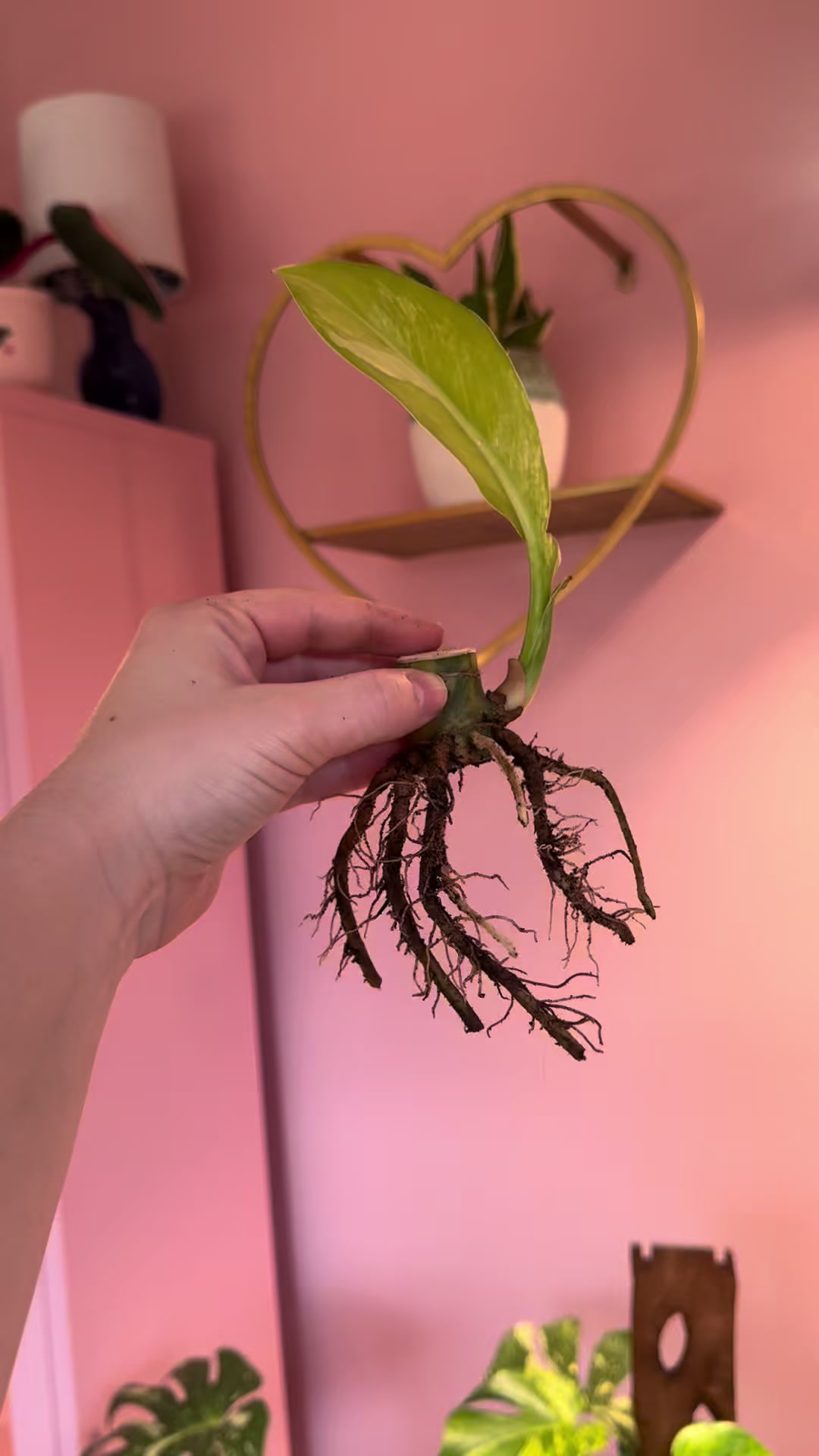 @midwestplantgal