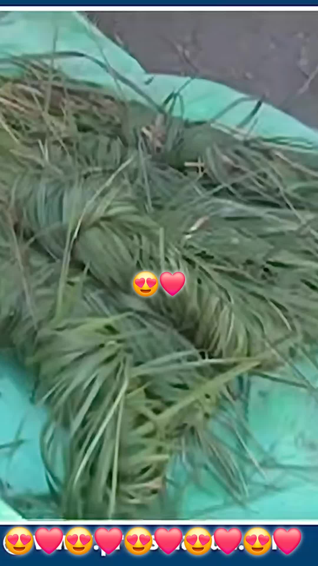 @👑 रतन लो tamang