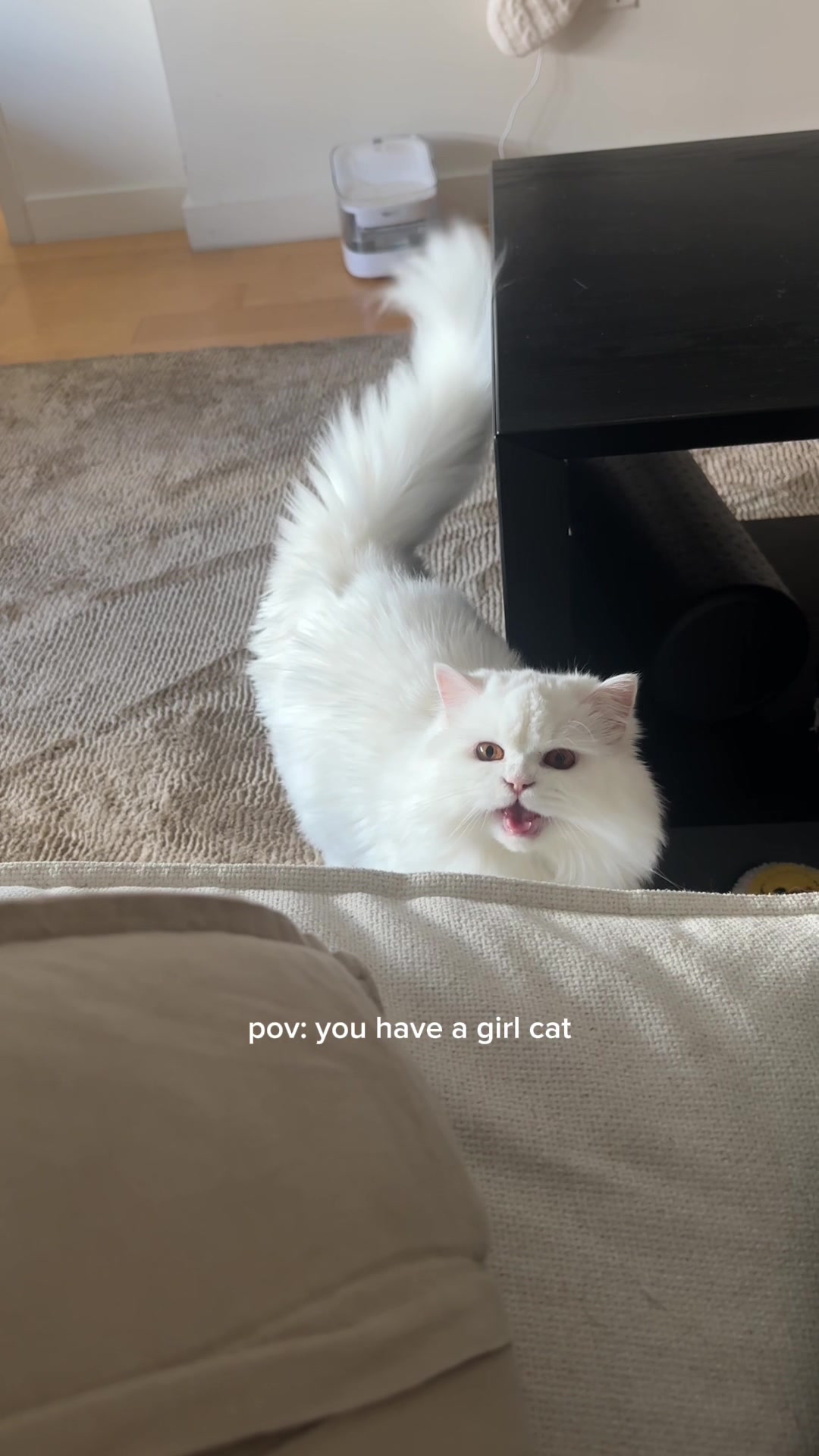 @Cleo the City Kitty