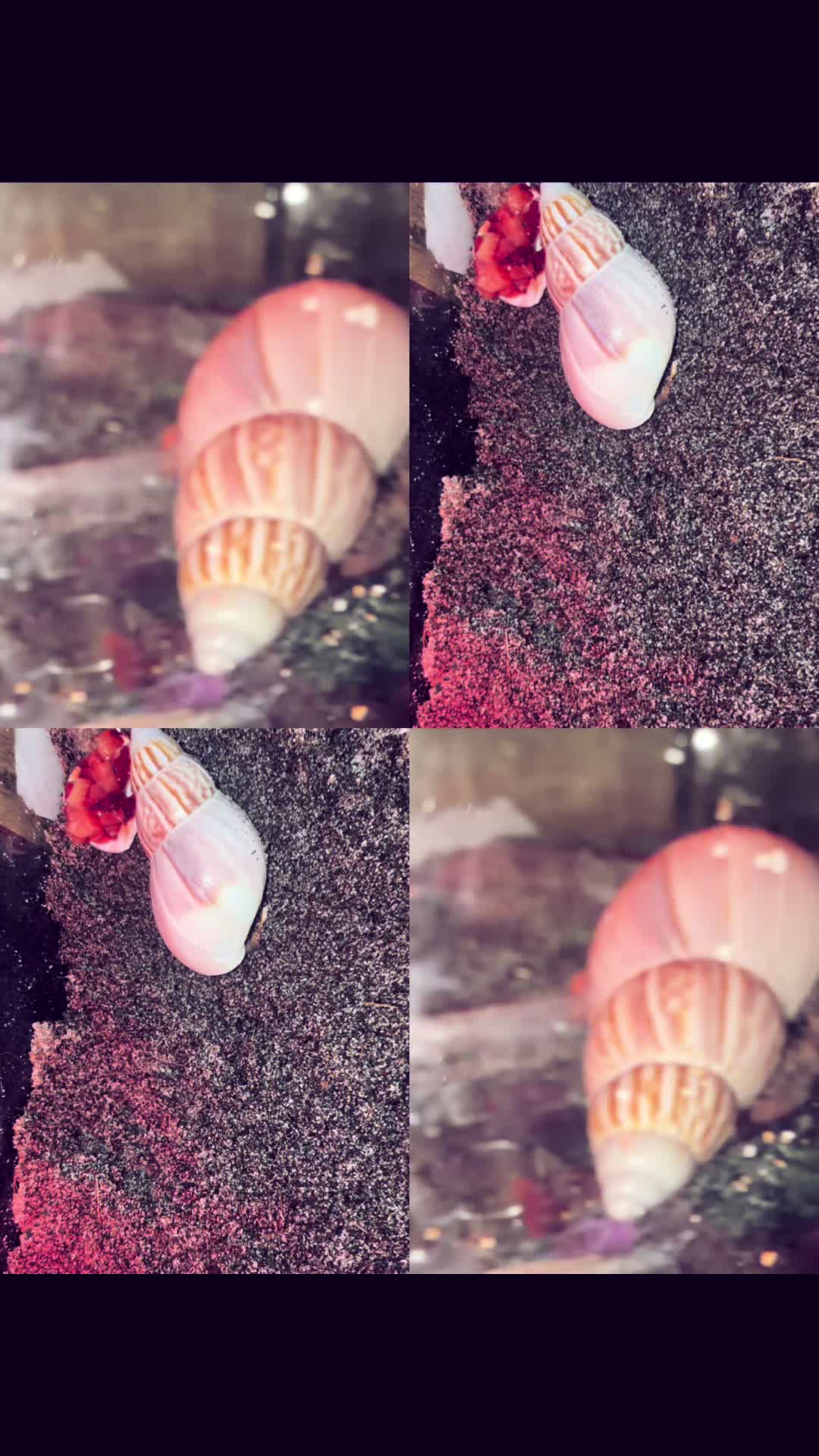 @hermie the hermit crab