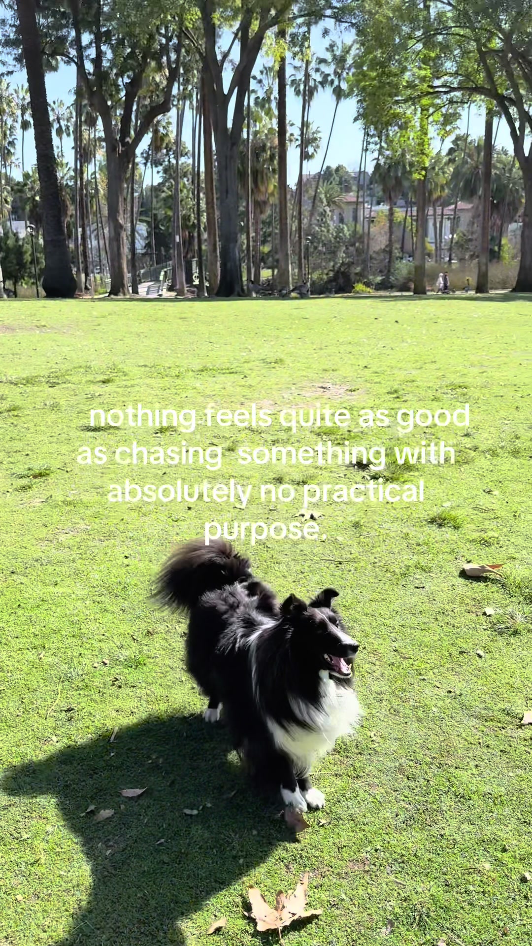 @beauthesheltie