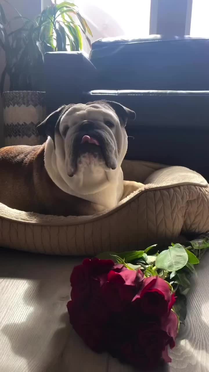 @Taco 🐶🧿