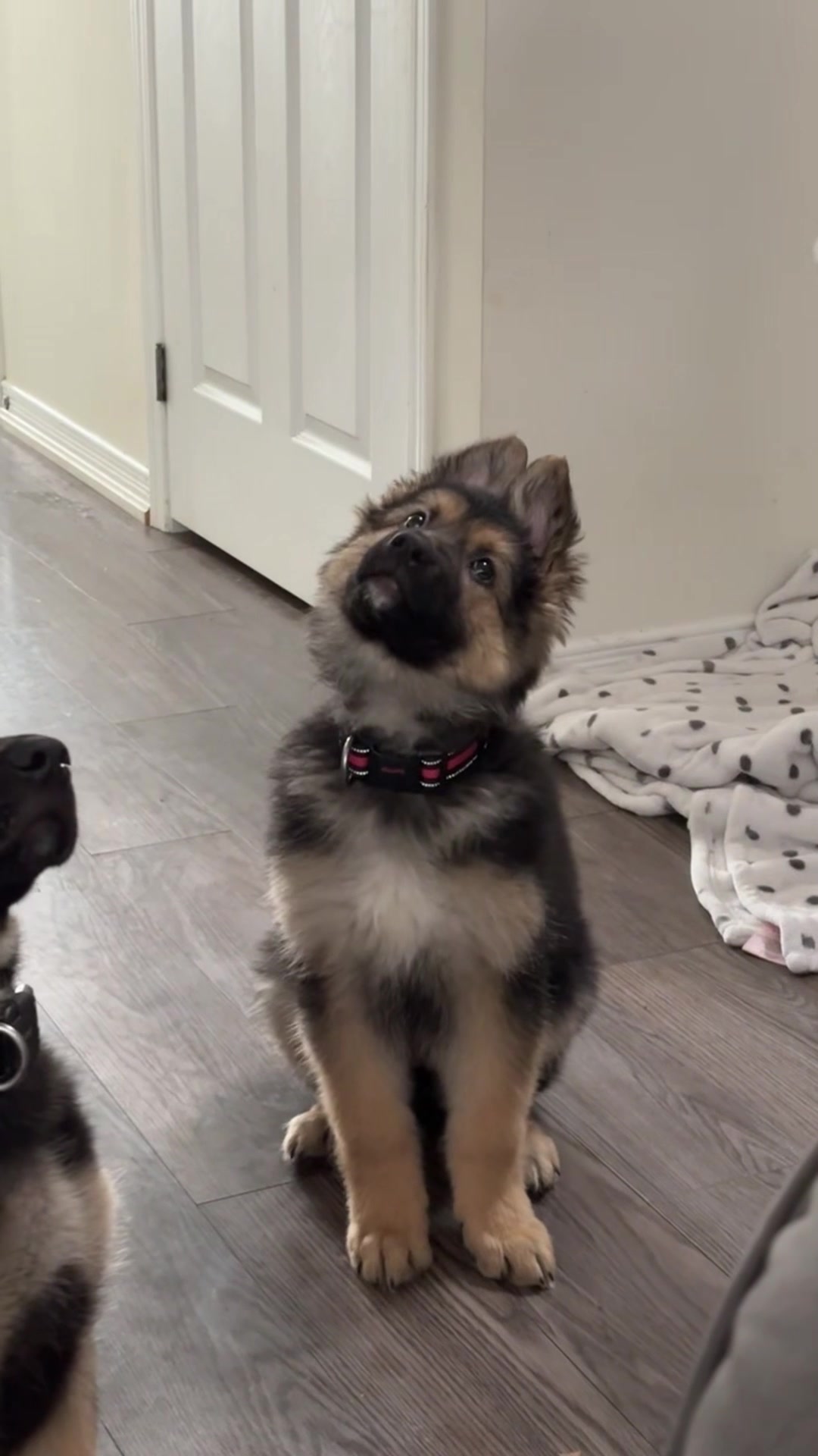 @Funny dogdia80