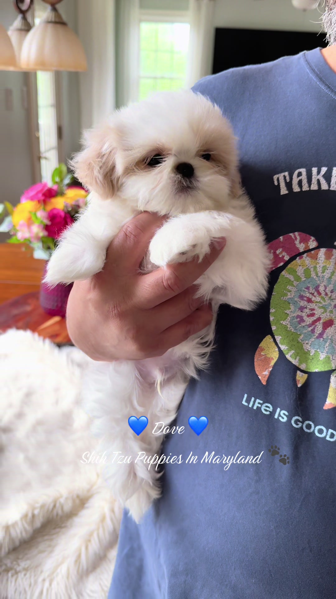 @Shih Tzu Puppies in Maryland