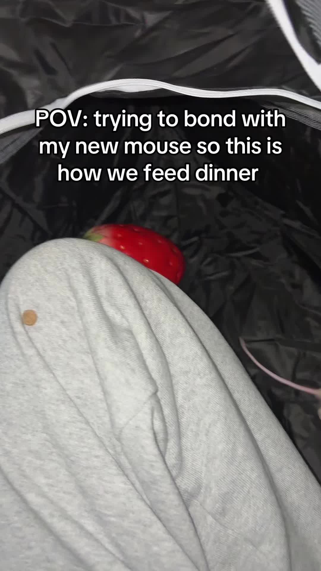 @thatweirdanimalgirl