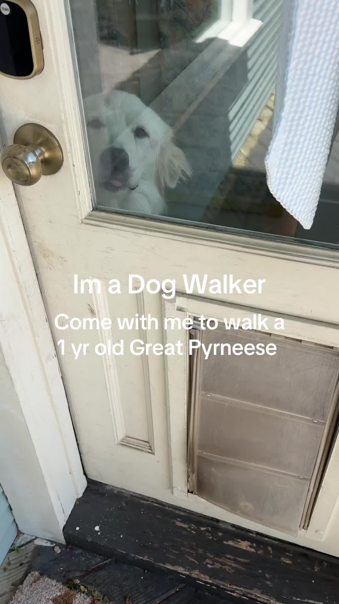 @dallasdogwalker