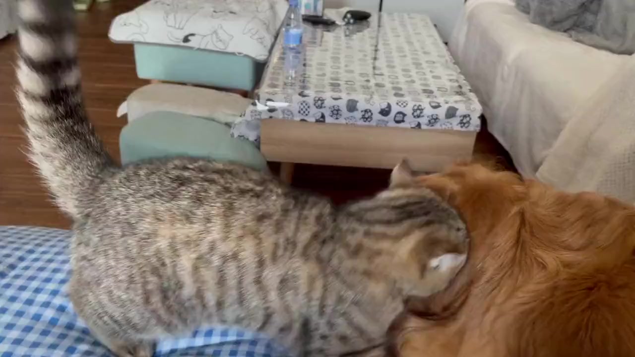 @晃晃悠悠