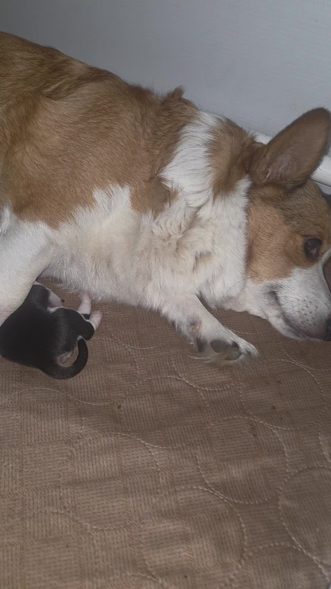 @PNW Pembroke Welsh Corgis