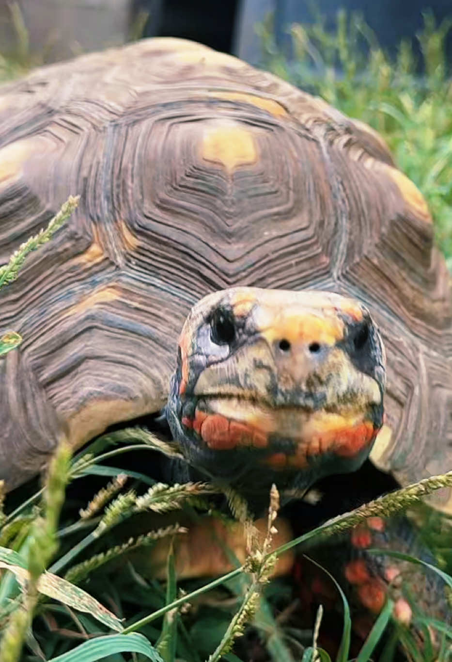 @Western State Tortoise