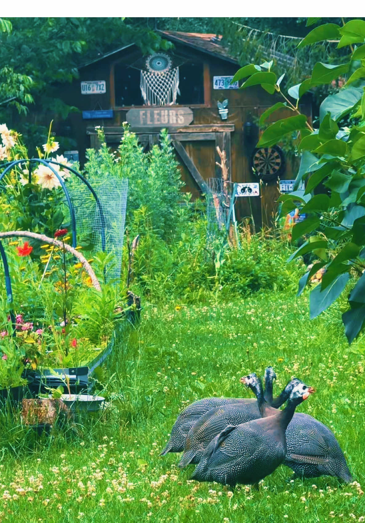 @Unreal Ranch Homestead