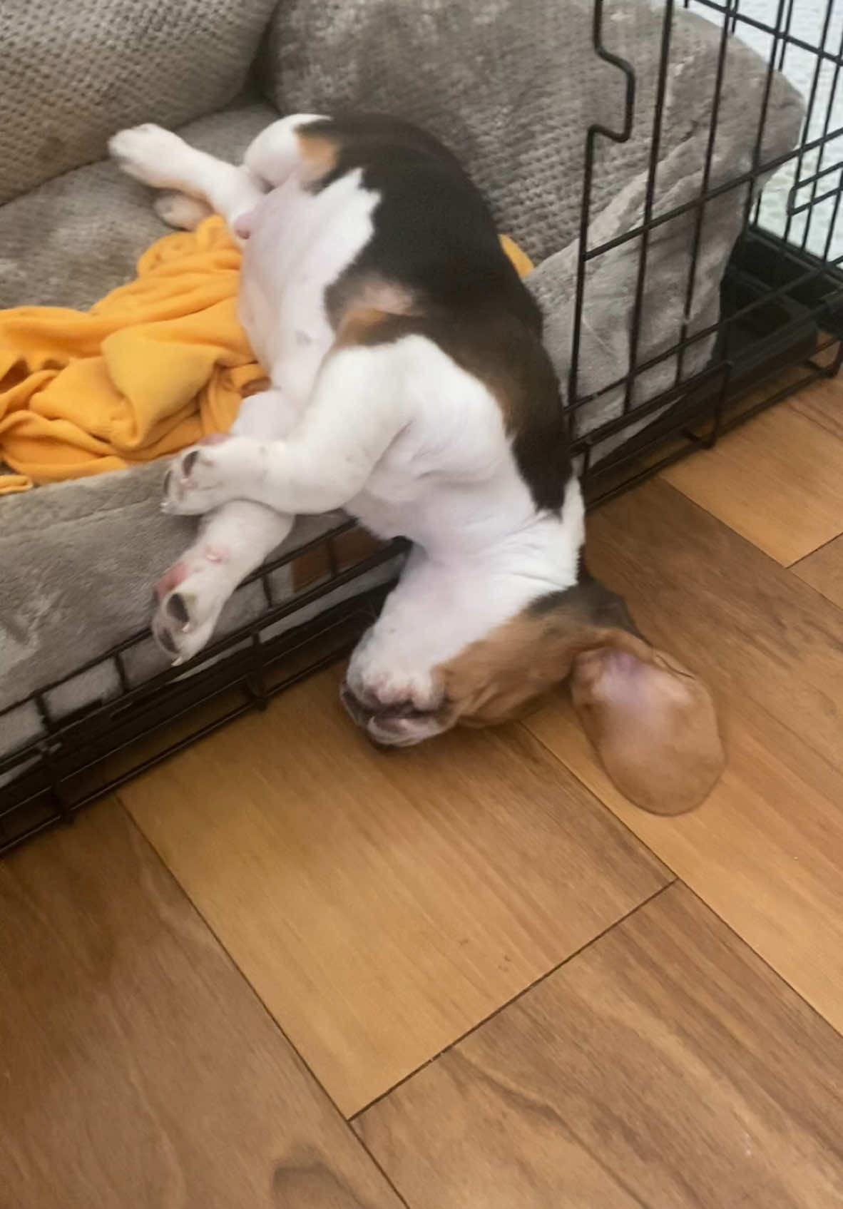 @Simon 🐶