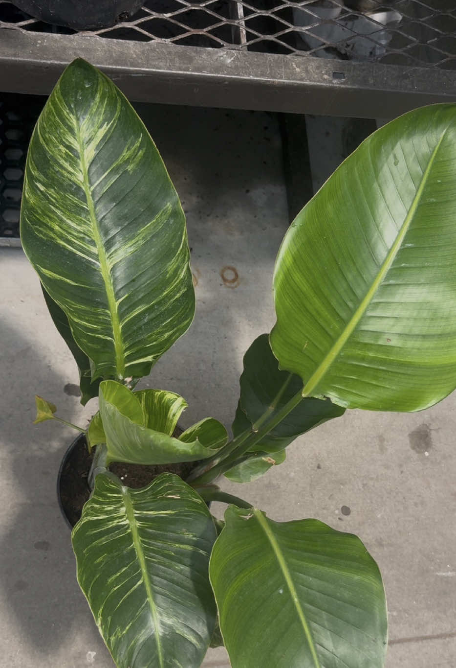 @Plant Deco ATL