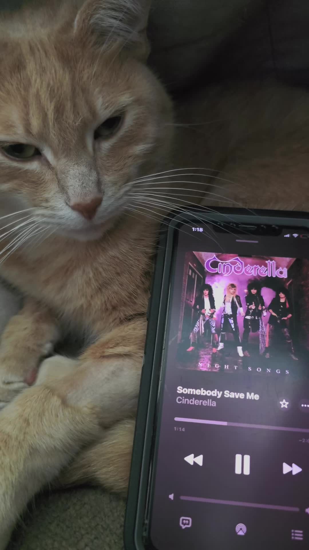 @Theorangecat🐈