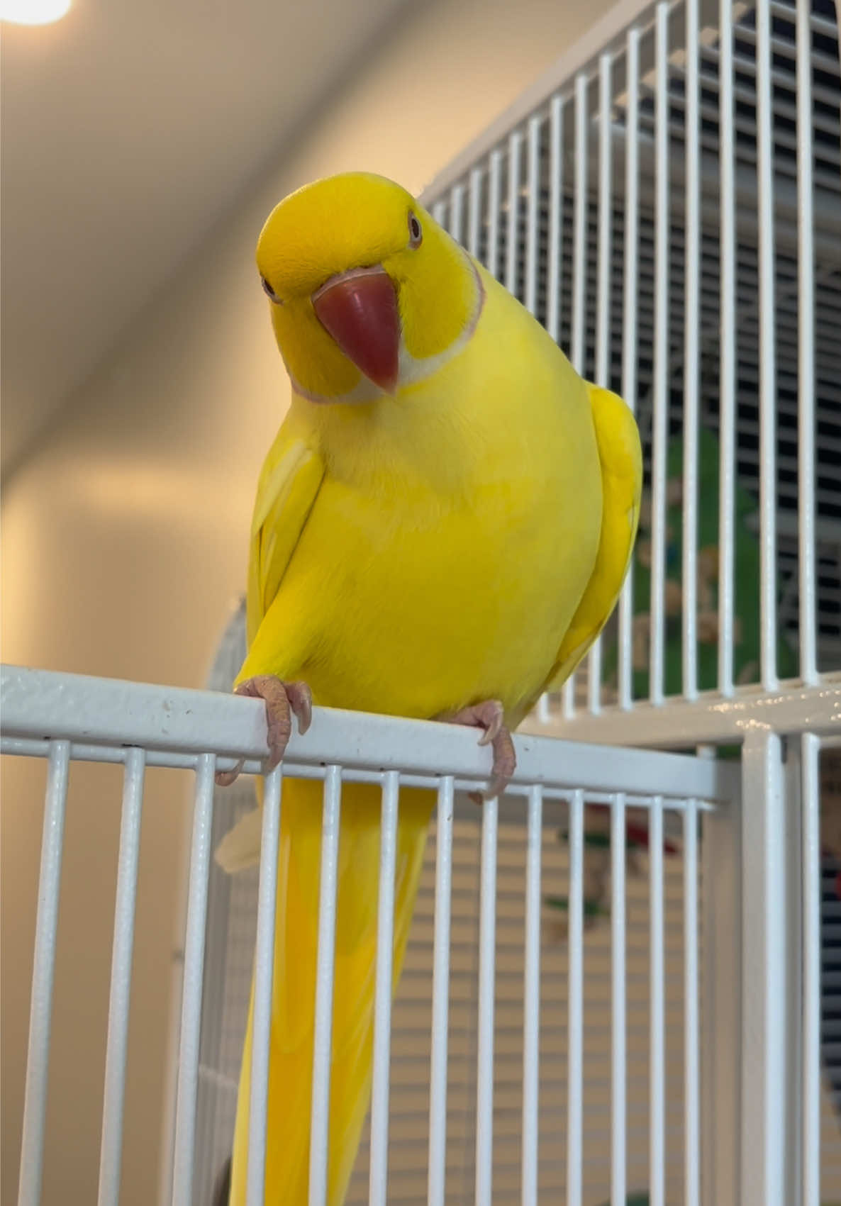 @TWINKIE 🐥