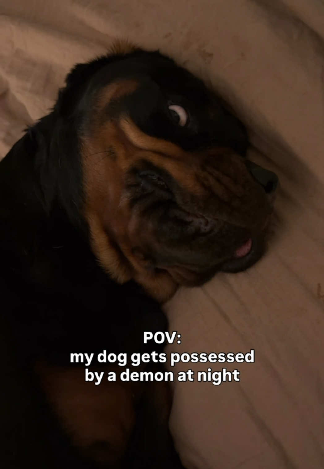 @Rex the Rottweiler
