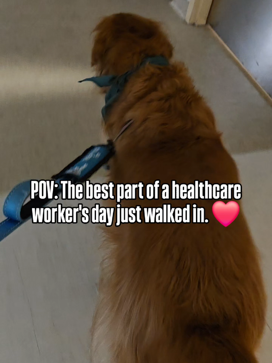 @FINN | The Golden Retriever